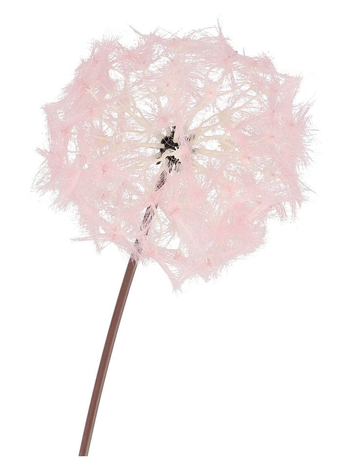 daan kromhout Dekozweig "Dandelion" in Rosa - (H)91 cm - onesize