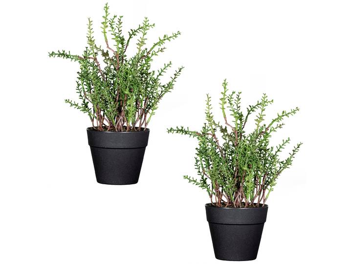 Kunstpflanze CREATIV GREEN Zitronenthymian , grün, H:24cm, Kunststoff, Kunstpflanzen, Kunstpflanze, im 2er Set