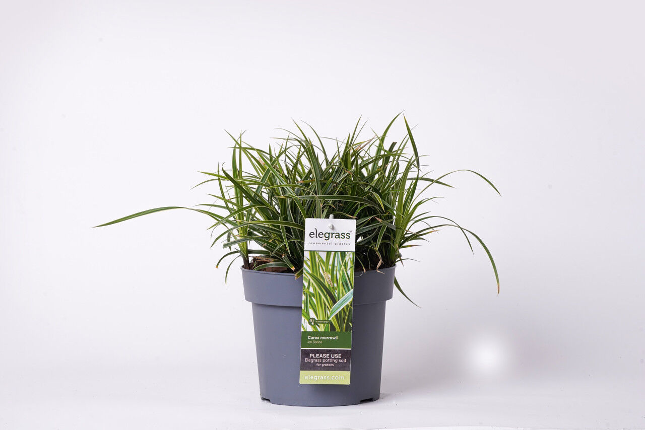 Pflanzen Ziergräser 19 cm Topf verschiedene Sorten