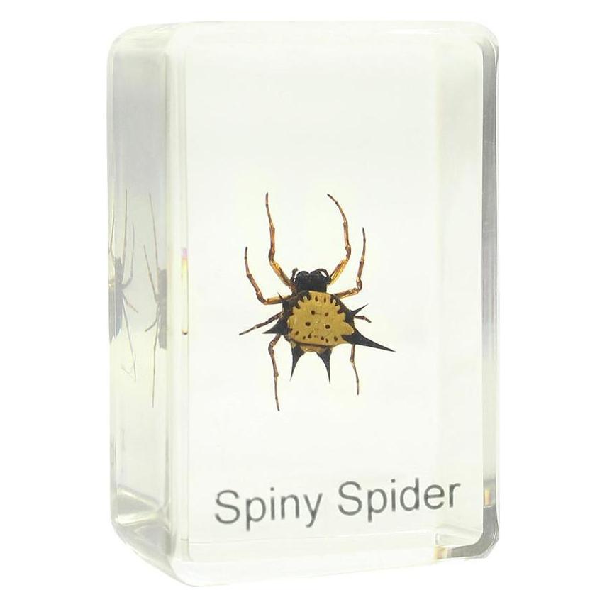 Omegon Mikroskopas Prepared slide - spiny spider (4049467333036)