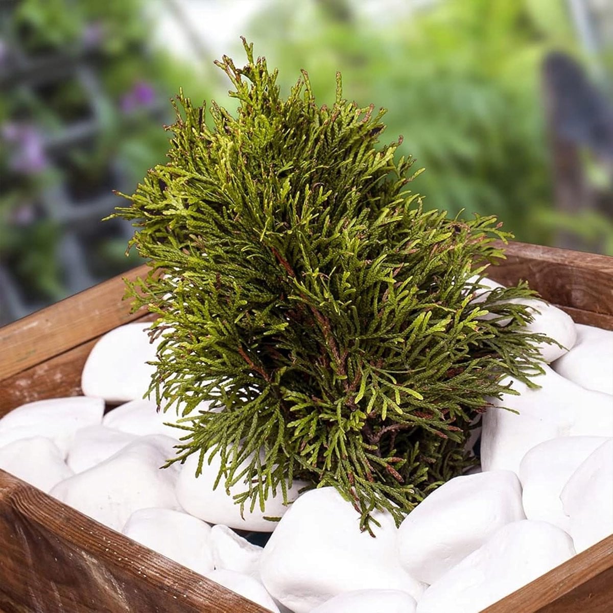 Witte decoratieve kiezelstenen voor tuin en aquarium
