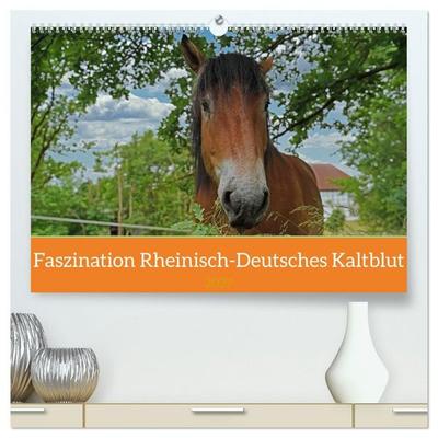 Faszination Rheinisch-Deutsches Kaltblut (hochwertiger Premium Wandkalender 2027 DIN A2 quer), Kunstdruck in Hochglanz
