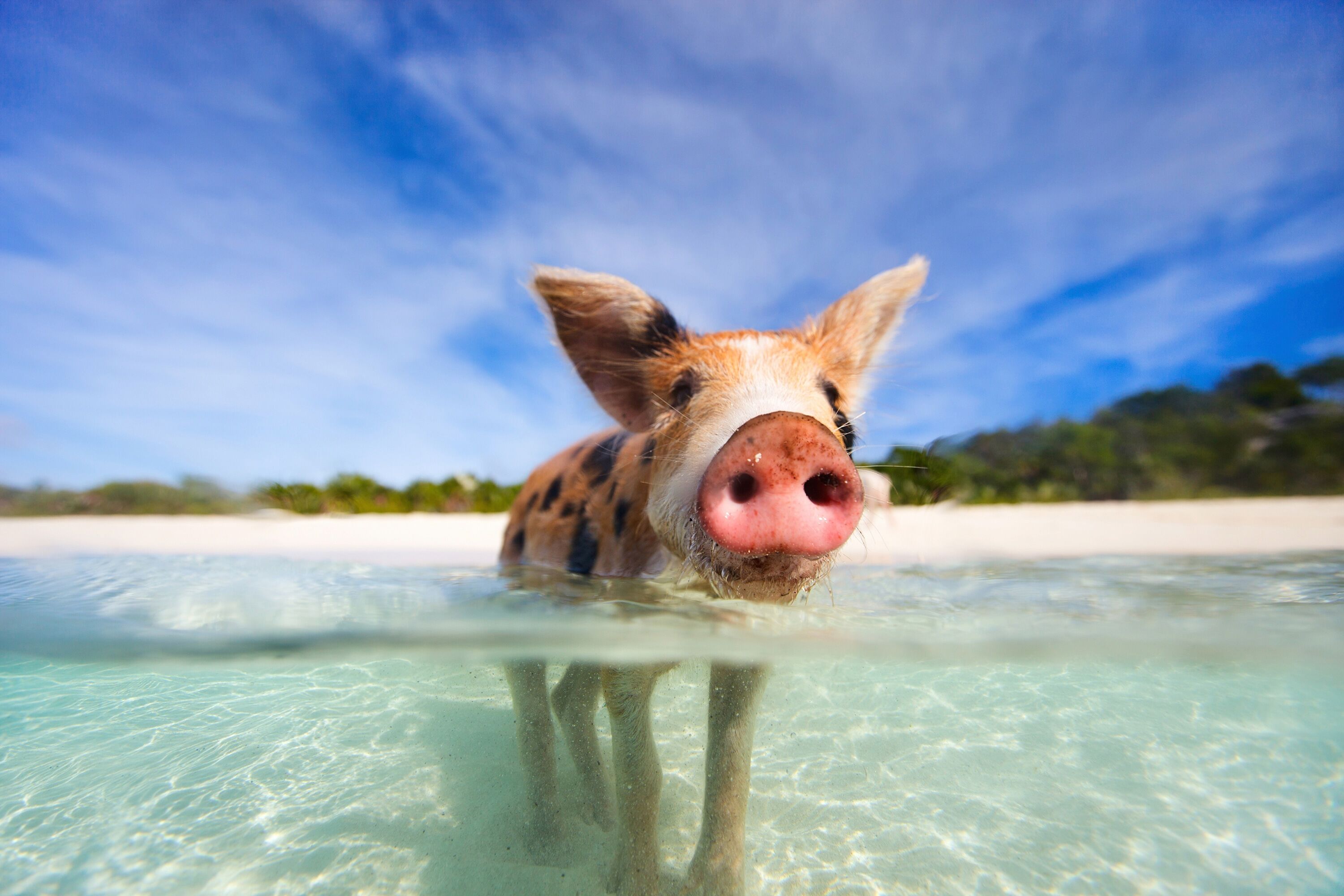 Fototapete PAPERMOON "FERKEL-SCHWEIN TIER SCHWIMMEN HUMOR STRAND SÜDSEE PALME", bunt, B:3m L:2,23m, Vlies, Tapeten, Fototapete bunt B/L: 3m x 2,23m, Bahnen: 6 Stk.