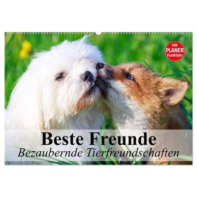 Beste Freunde. Bezaubernde Tierfreundschaften (Wandkalender 2026 DIN A2 quer), CALVENDO Monatskalender