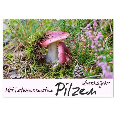 Mit interessanten Pilzen durchs Jahr (Wandkalender 2027 DIN A2 quer), CALVENDO Monatskalender