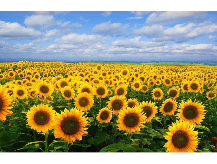 Fototapete PAPERMOON SONNENBLUMEN-BLUMEN FELD PFLANZE DEKOR NATUR MUSTER , bunt, B:4,5m L:2,8m, Vlies, Tapeten, Fototapete