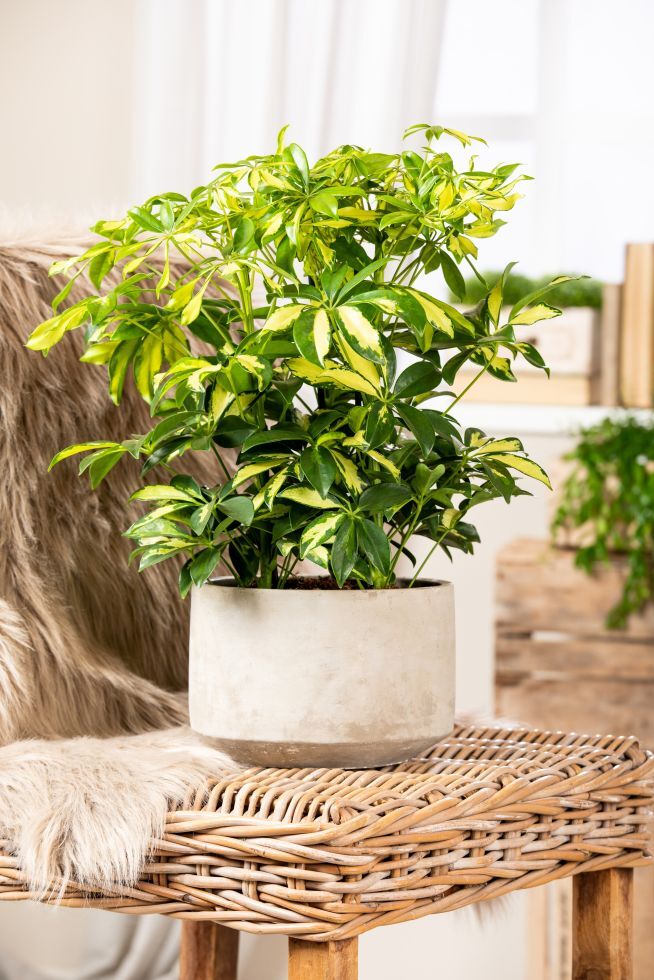Pflanzen Strahlenaralie Schefflera arboricola Charlotte H ca. 50 cm 21 cm Topf