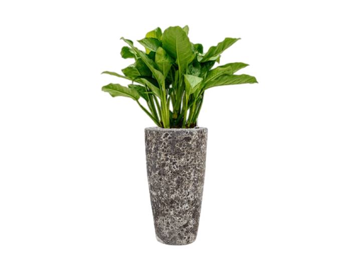 Pflanzen Arrangement „Aglaonema Freedman in Baq Lava“, Höhe 120-130 cm Keramik Baq Design