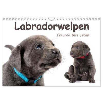 Labradorwelpen - Freunde fürs Leben (Wandkalender 2027 DIN A4 quer), CALVENDO Monatskalender