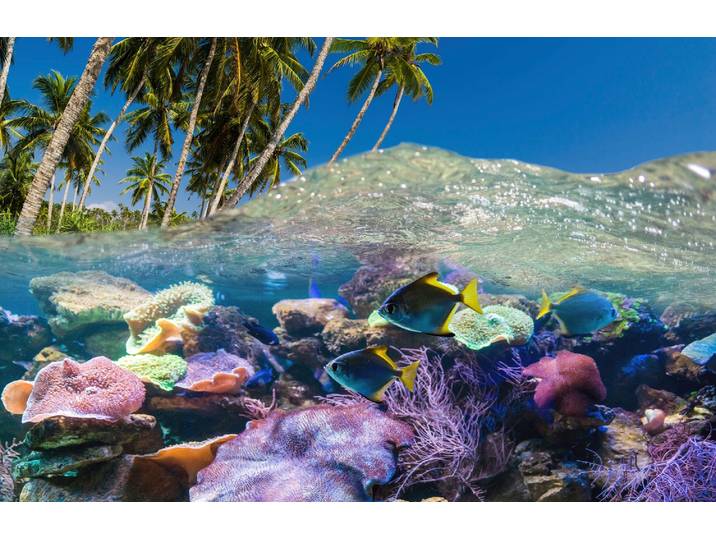 Fototapete PAPERMOON UNTERWASSER-WELT-FISCHE KORALLE SEE MEER PALMEN DÜNEN , bunt, B:1,5m L:1,11m, Vlies, Tapeten, Fototapete