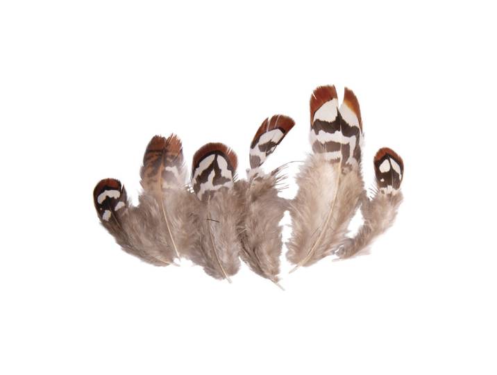 Dekofedern, 7,5-13cm, SB-Btl 6Stück
