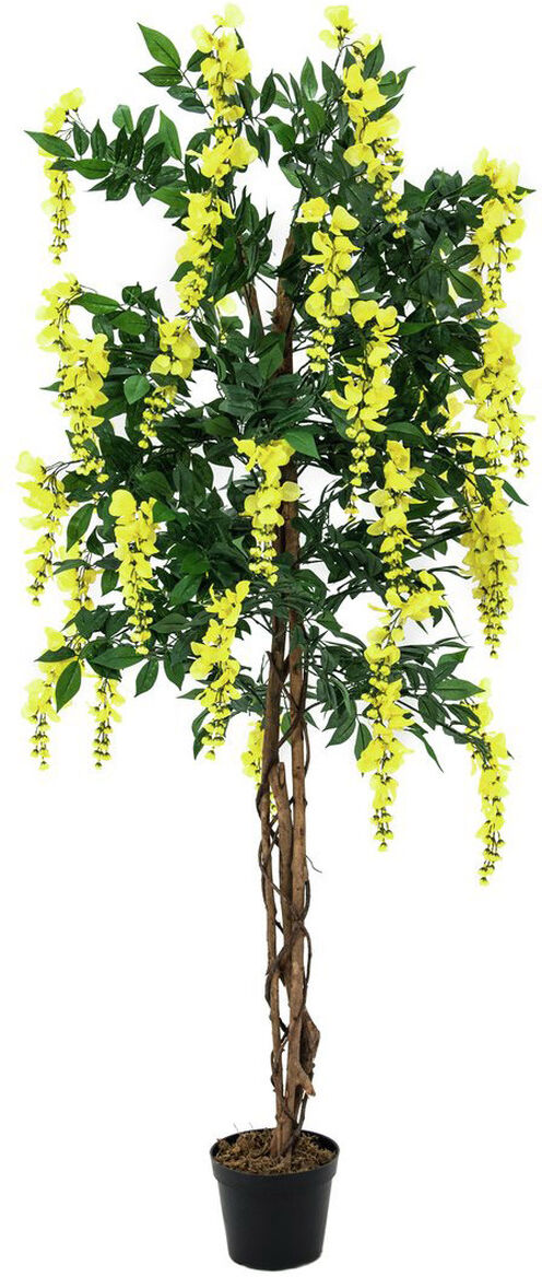 Europalms Goldregenbaum, Gelb, 150cm
