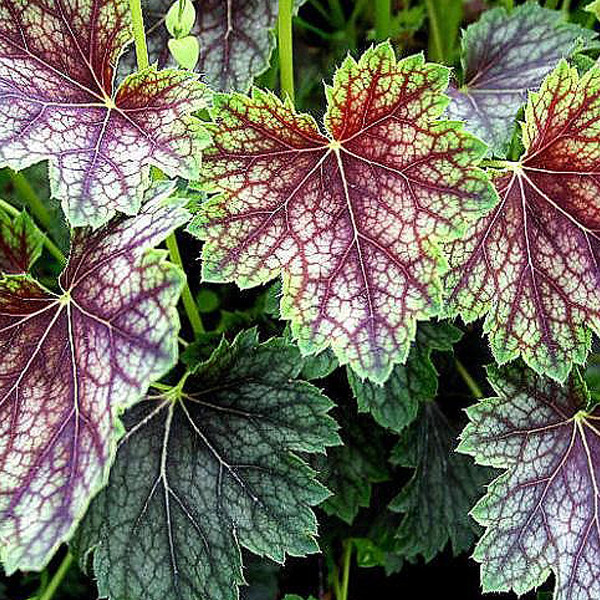 6 x Heuchera Beauty Colour tuinplanten met zilverglansbloemen, potmaat 9x9 cm