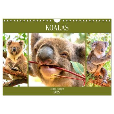 Koalas. Teddy-Alarm! (Wandkalender 2027 DIN A4 quer), CALVENDO Monatskalender