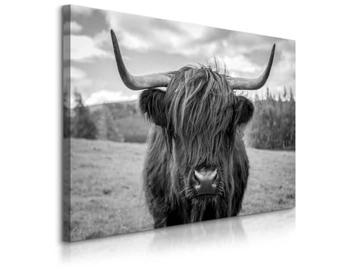 Muralo Wandbilder Tiermotiv, Schottisches Hochlandrind - 100x70 cm