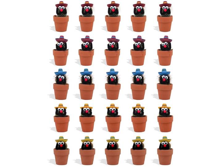 DutchLeafs Cactussen Mexicaan Sombrero in Terracotta Bloempot - 20 Stuks - Kwekerspot 5\,5 cm - Hoogte 8-15 cm - Mini Cactussen - Kamerplanten