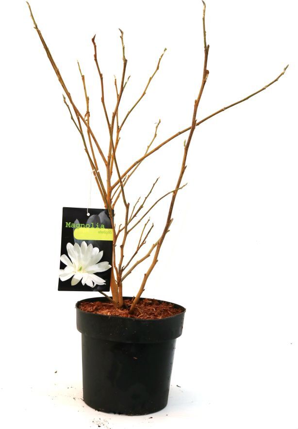 Pflanzen Sternmagnolie 5 l Container