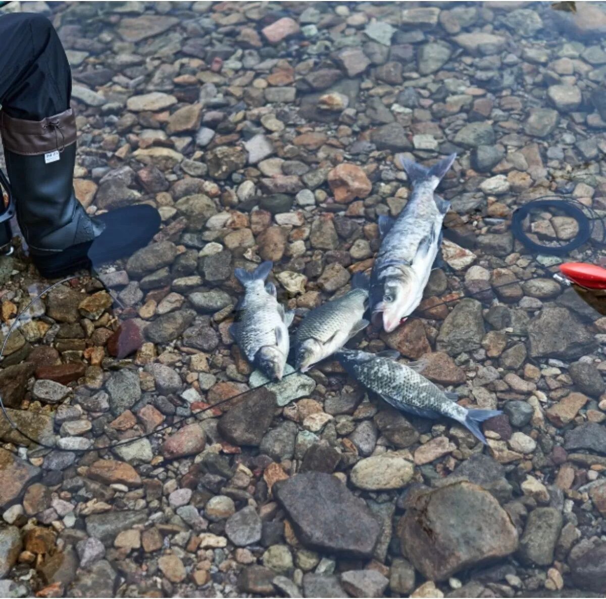 INF Ficelle à poissons pour appâts extérieure 8m - Longe sans pince avec aiguille en acier inoxydable 304, filin gainé 3mm,