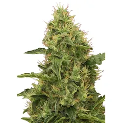 Royal Queen Seeds Northern Light 1 Samen - 1