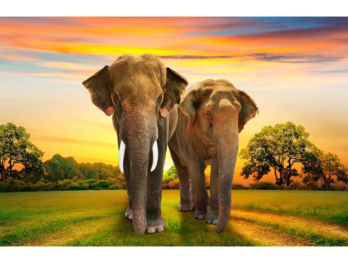Fototapete PAPERMOON Elephants Family , bunt, B:3m L:2,23m, Vlies, Tapeten, Fototapete