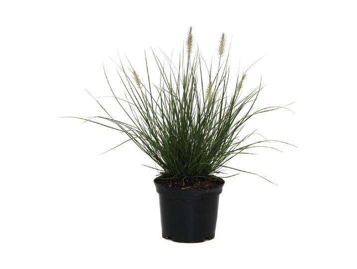 Garten-Federborstengras Hameln ' (Pennisetum alopecuroides 'Hameln '), Topfgrösse Ø19cm'