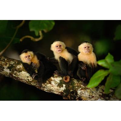 Fototapete PAPERMOON "KAPUZINER-AFFEN-TIERE AMAZON DSCHUNGEL REGENWALD NATUR", bunt, B:2,5m L:1,86m, Vlies, Tapeten