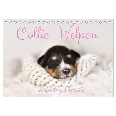 Collie Welpen einfach zuckersüß (Tischkalender 2027 DIN A5 quer), CALVENDO Monatskalender