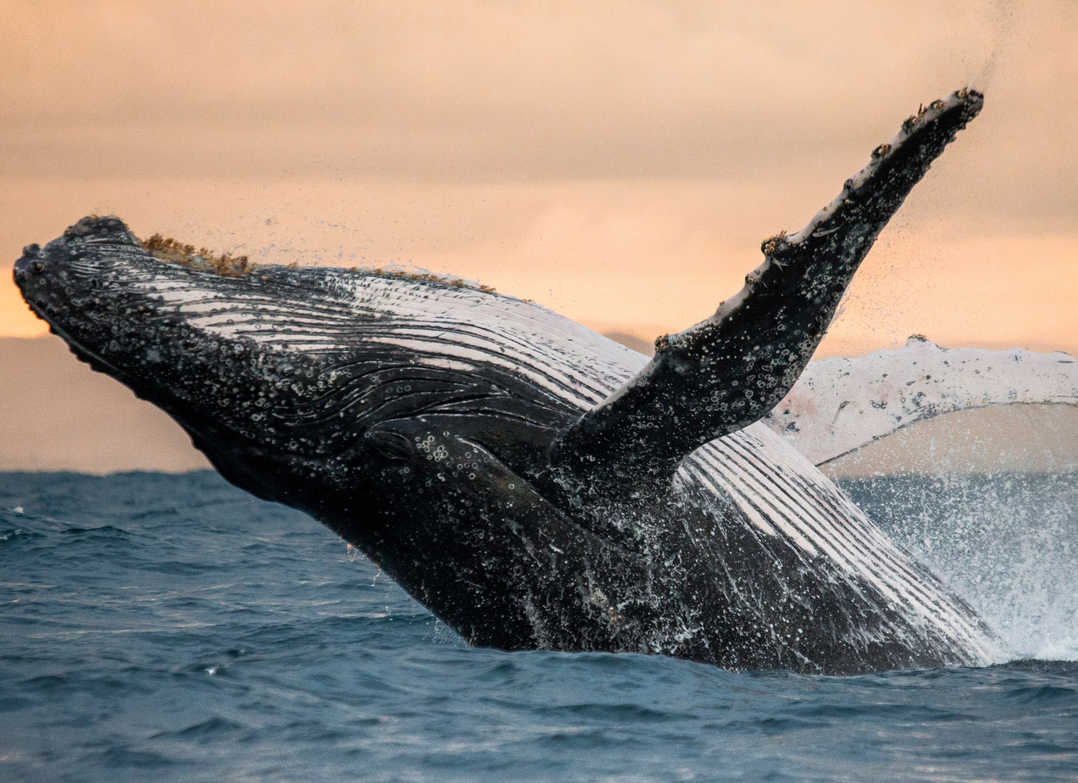 Papermoon "Humpback Whale" glatt bunt B/L: 2m x 1,49m, Bahnen: 4 Stk.