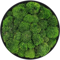 MOOSBILD Rund Ø 40 cm Mooswand Indoor mit Echtem Kugelmoos und Holzrahmen Grün Pflegefrei