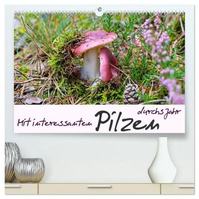Mit interessanten Pilzen durchs Jahr (hochwertiger Premium Wandkalender 2026 DIN A2 quer), Kunstdruck in Hochglanz