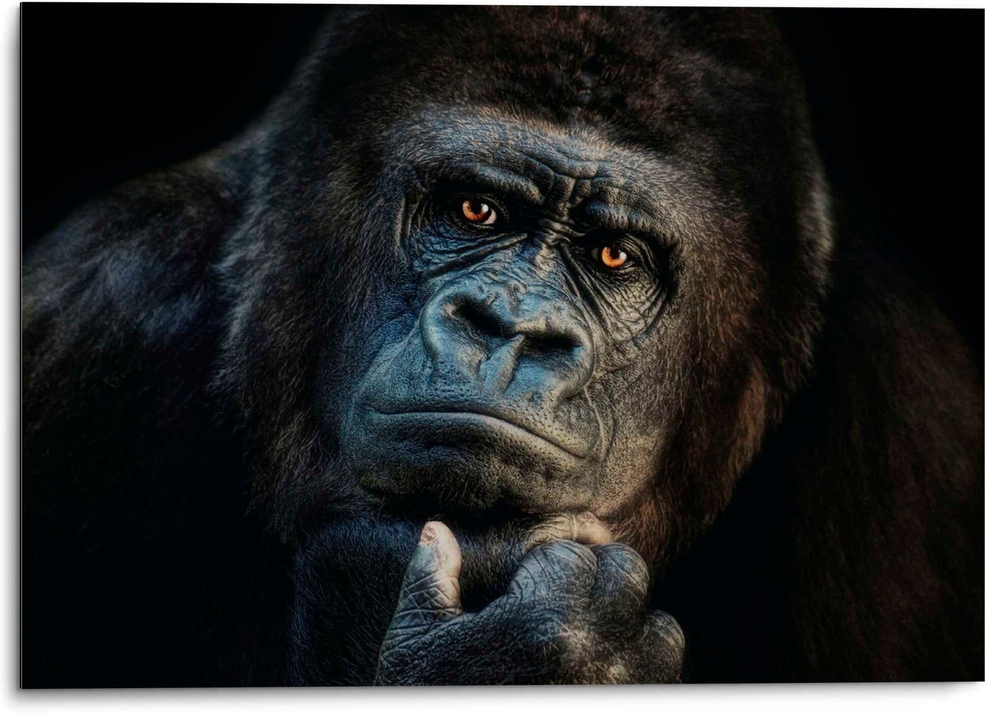 Alu-Dibond-Druck PLATINUM "Gorilla", schwarz (farbe bild(er): schwarz), B:70cm H:50cm T:2cm, Aluminium, Bilder, Alu-Dibond-Druck, Joachim G. Pinkawa farbe bild(er): schwarz B/H/T: 70cm x 50cm x 2cm, 1, 1 Stk.