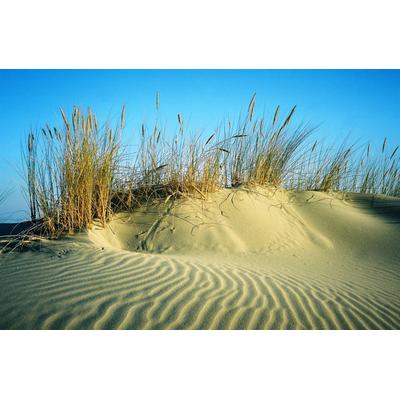 Fototapete PAPERMOON "DÜNEN-STRAND MEER SEE OZEAN SAND GRAS NORDSEE OSTSEE", bunt, B:3,5m L:2,6m, Vlies, Tapeten