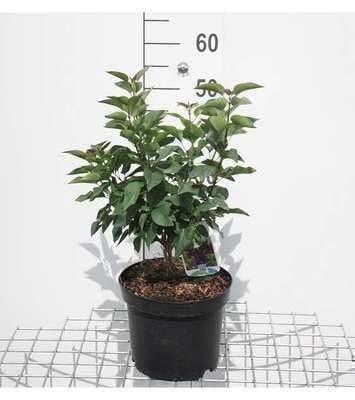 Syringa vulg. 'Charles Joly' Gewone Sering in pot, 50 cm