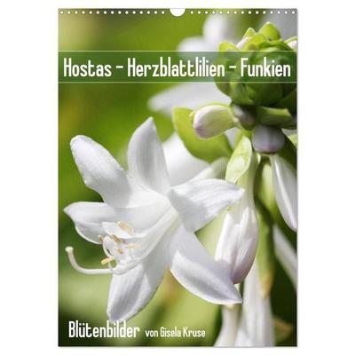 Hostas Herzblattlilien Funkien (Wandkalender 2026 DIN A3 hoch), CALVENDO Monatskalender