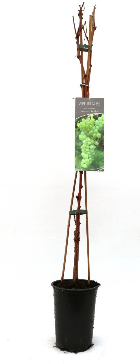 Pflanzen Weintraube Vitis vinifera gelb & kernlos H ca 80 cm 3 l Container