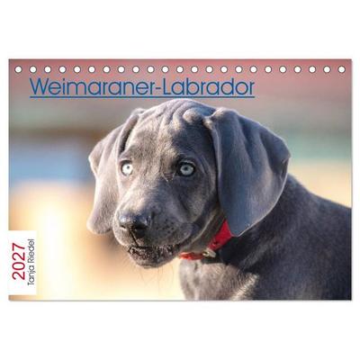Weimaraner-Labrador (Tischkalender 2027 DIN A5 quer), CALVENDO Monatskalender