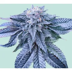 Mainhattan Seeds Northern Light Blue 5 Samen - 5