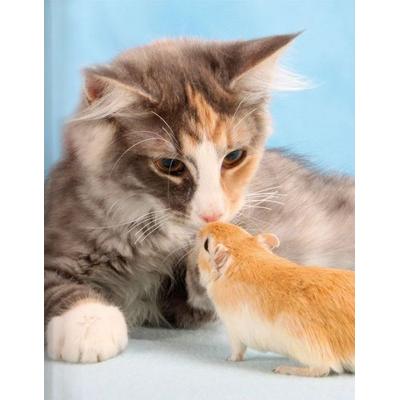 Katze und Maus, Gebundene Ausgabe von , Tushita PaperArt GmbH, 978-3-95929-769-1