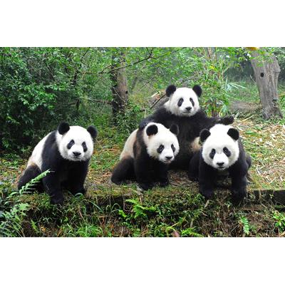 Fototapete PAPERMOON "GROßER PANDA BÄR-TIERE CHINA WALD LANDSCHAFT BÄUME", bunt, B:5m L:2,8m, Vlies, Tapeten