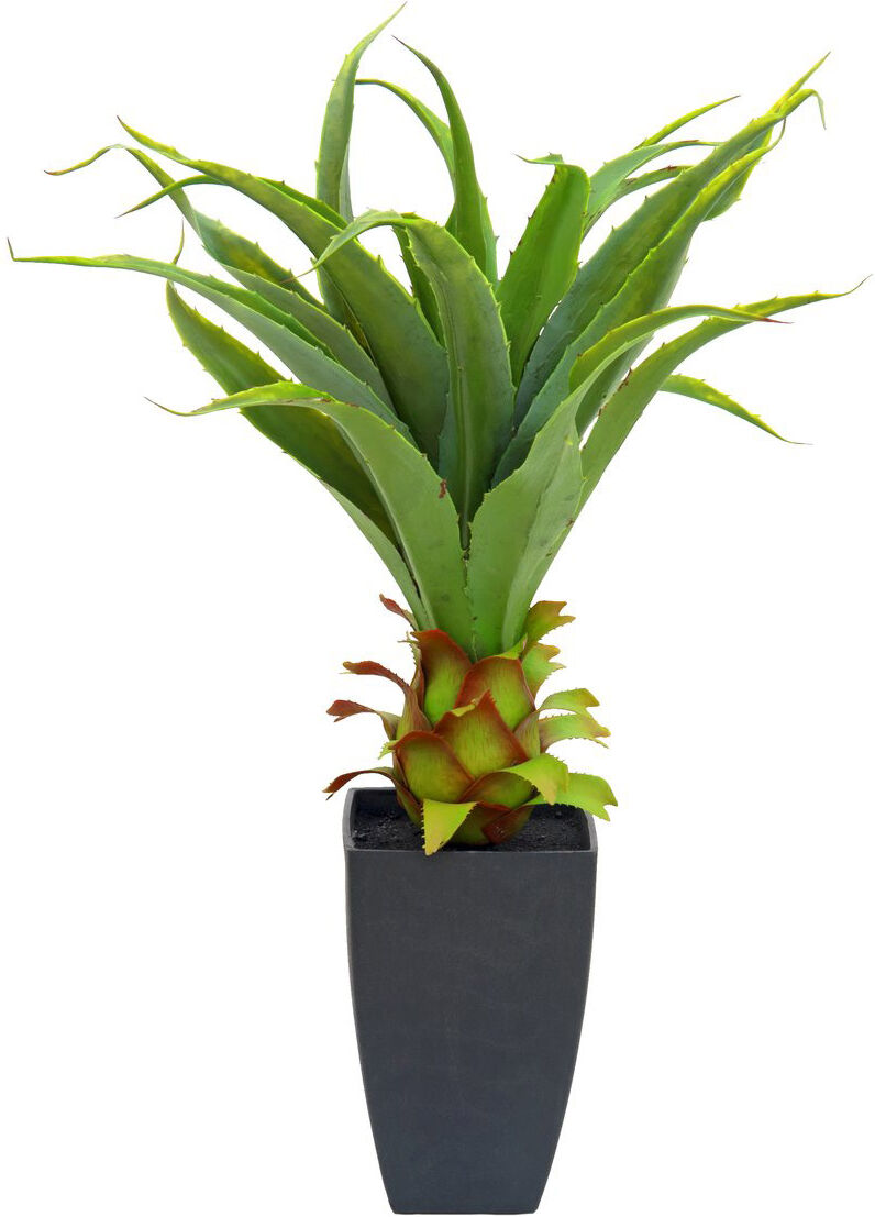 Europalms Agave Im Topf, 75cm