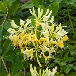 Pommersche Geißblatt – Lonicera periclymenum ‘Graham Thomas’
