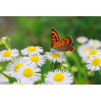 Fototapete PAPERMOON "Schmetterling", bunt, B:2m L:1,49m, Vlies, Tapeten