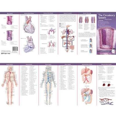 ILLUS POCKET ANAT CIRCULATORY SYST 2E, von Tbd, Ingram Publishers Services, 978-0-7817-7685-1