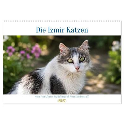 Die Izmir Katzen (Wandkalender 2027 DIN A2 quer), CALVENDO Monatskalender