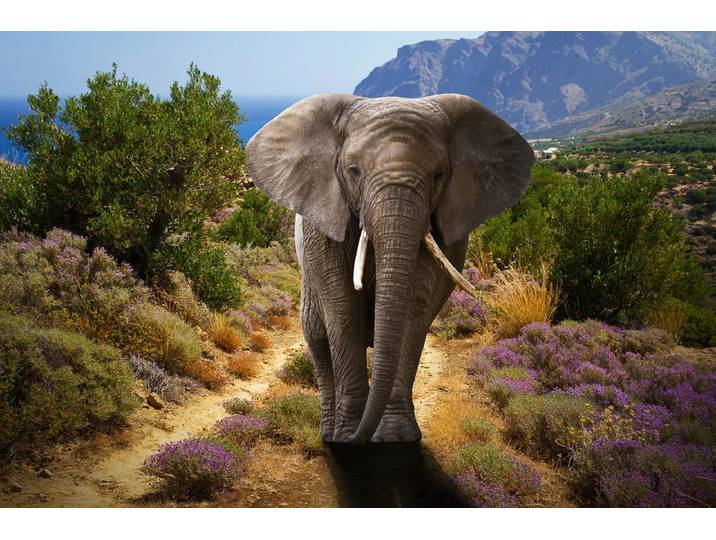 Fototapete PAPERMOON ELEFANT-NATUR AFRIKA SAFARI TIERE ELEFANTEN LANDSCHAFT , bunt, B:4m L:2,6m, Vlies, Tapeten, Fototapete