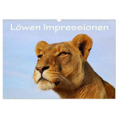 Löwen Impressionen (Wandkalender 2027 DIN A3 quer), CALVENDO Monatskalender