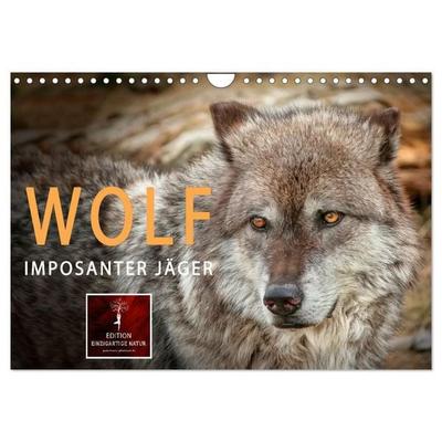 Wolf - Imposanter Jäger (Wandkalender 2027 DIN A4 quer), CALVENDO Monatskalender