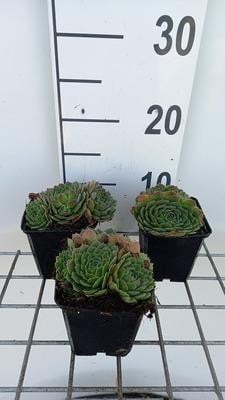 6 x Sempervivum grandiflorum Huislook in pot van 9 x 9 cm van GRDplanten