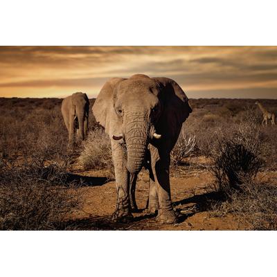 Fototapete PAPERMOON "Photo-Art WALTER LACKNER, GROSS", bunt, B:5m L:2,8m, Vlies, Tapeten