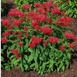 Feuerball – Monarda didyma 'Fireball'